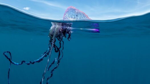 WIRED