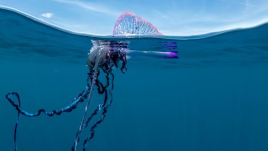 WIRED